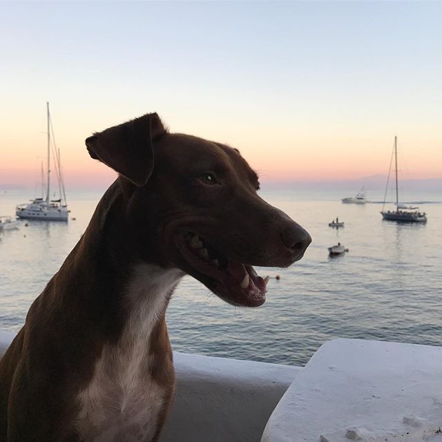 俺の太陽🌞が沈んでいく。夜散歩の時間だぜ！#奥に見える山はエトナ山だぜ #ボン先輩 #雑種犬 #元保護犬 #シチリア #エオリア諸島 #世界遺産 #ilovemydog #muttstagram #dogofinstagram #sicilia