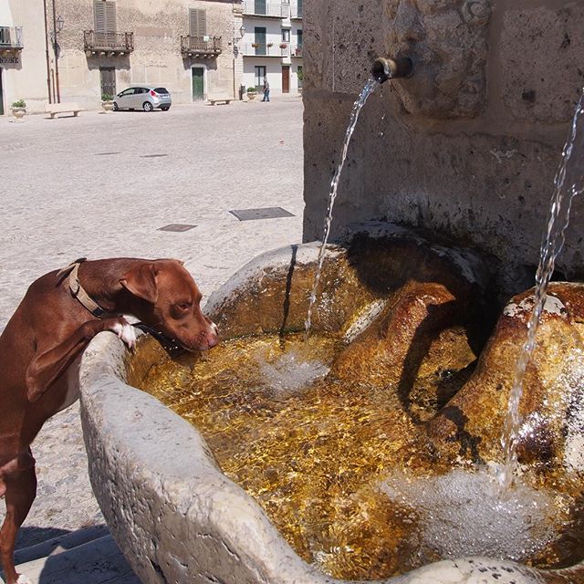 山の #湧き水 、#美味しい buona l'acqua di fonte.*#ボン先輩 #水分補給 #雑種犬 #元保護犬 #イタリア #シチリア #sicilia #ilovemydog