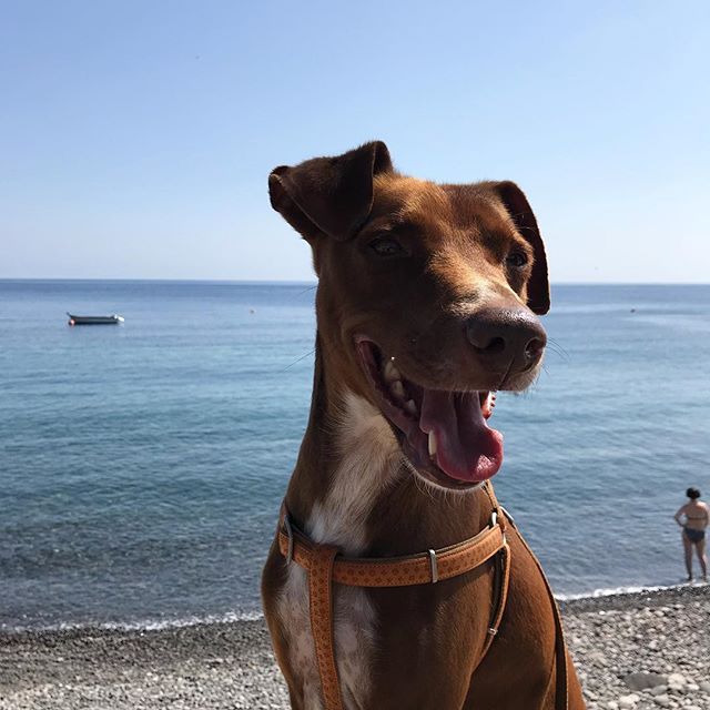 俺の夏が始まったぜ！La mia estate è iniziata!#ボン先輩 #雑種犬 #元保護犬 #保護犬応援 #犬旅 #シチリア #エオリエ #フィリクーディ島 #詳しくはブログで #sicilia #eolie #filicudi #cane #ilovemydog