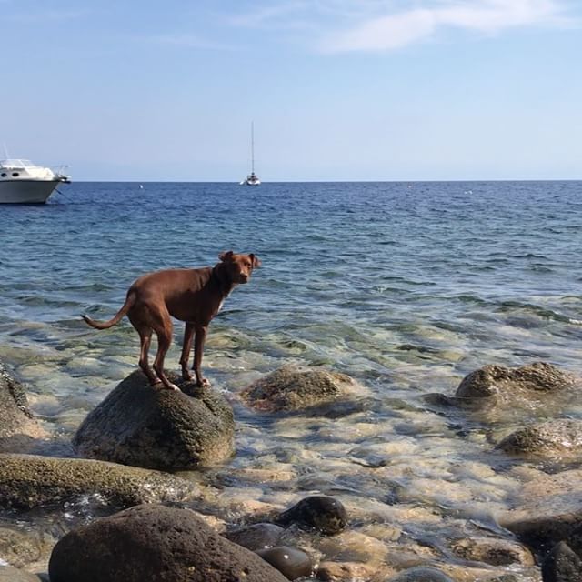 猿も木から落ちる。ボンも岩から落ちるwww。Oh dio!#ボン先輩 #恥ずかしそう #めげない力強さに惚れる #雑種犬 #元保護犬 #犬と旅行 #シチリア #エオリア諸島 #フィリクーディ島 #俺の夏休み2018 #詳しくはブログで #filicudi #eolie #sicilia #siciliabedda